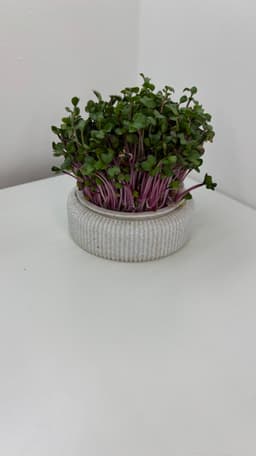Microgreens Growing Kit – 3D Printable Model for Easy Indoor Gardening 3d model