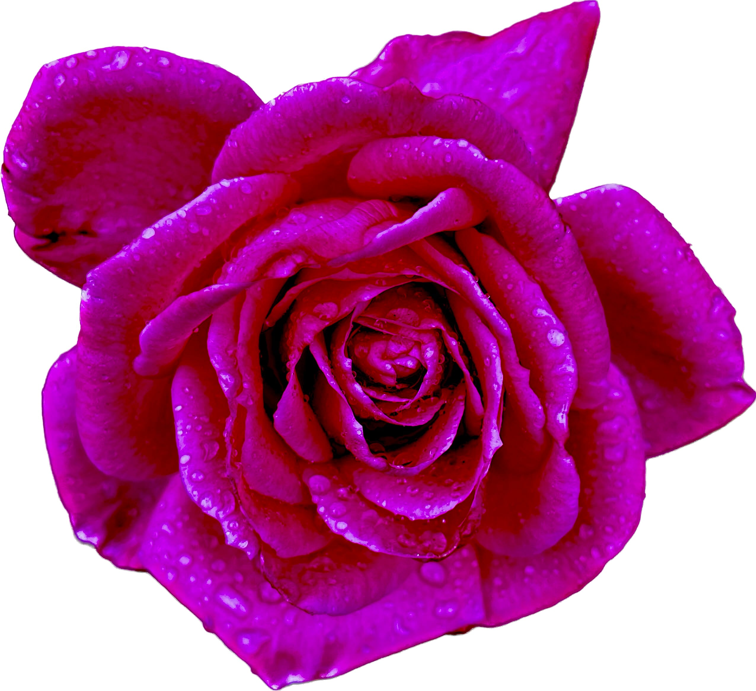 HueForge Rose 3d model