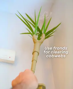Dust-Free Dragon Tree | The Brush, Trashcan, Dustpan all-in-one Plant 3d model
