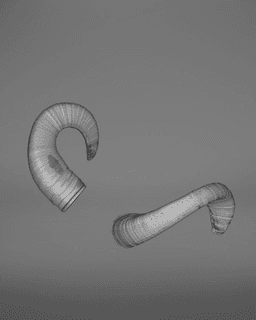 Mouflon Horns 3d model