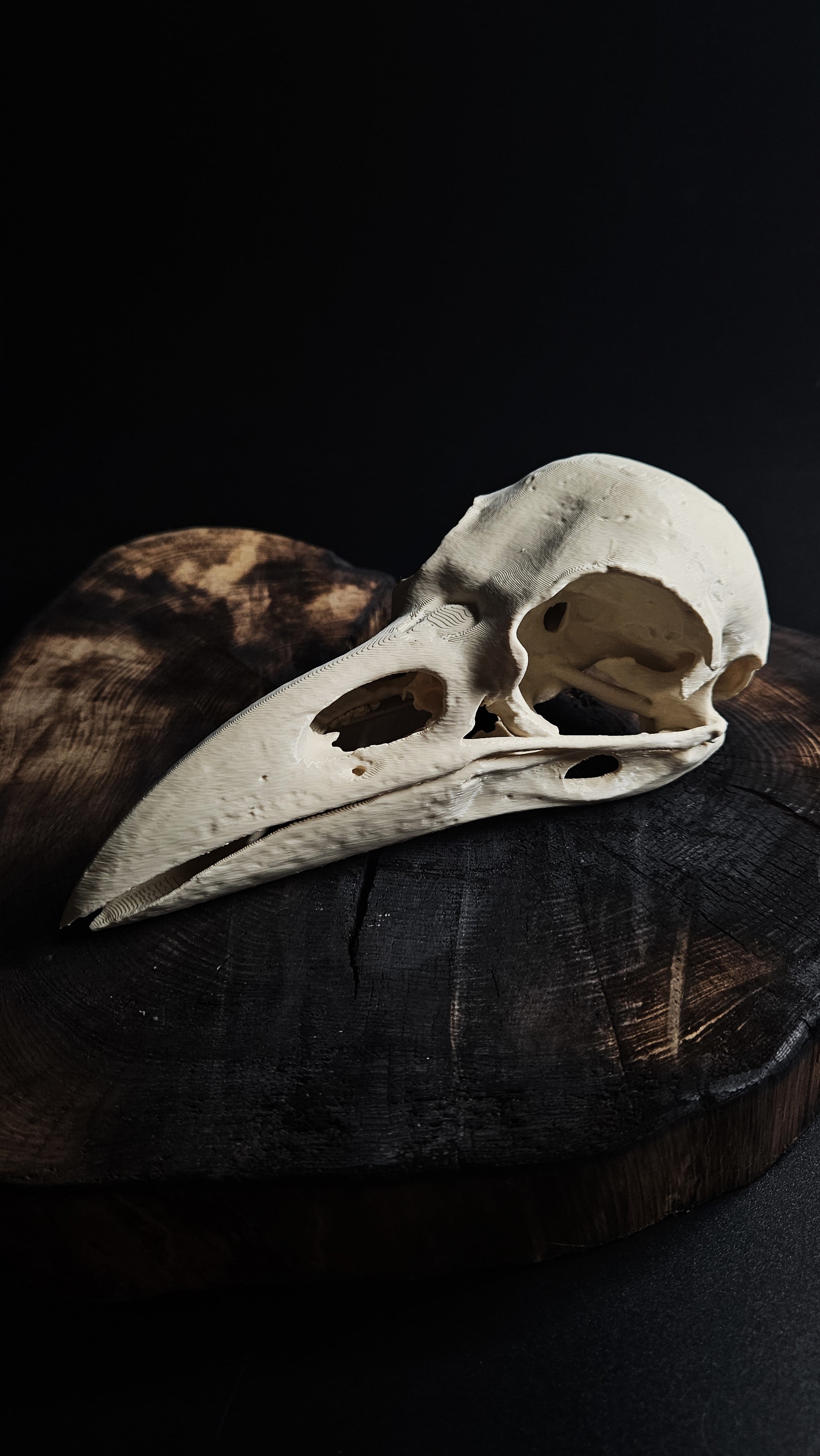 Rook Skull (Corvus Frugilegus) 3d model