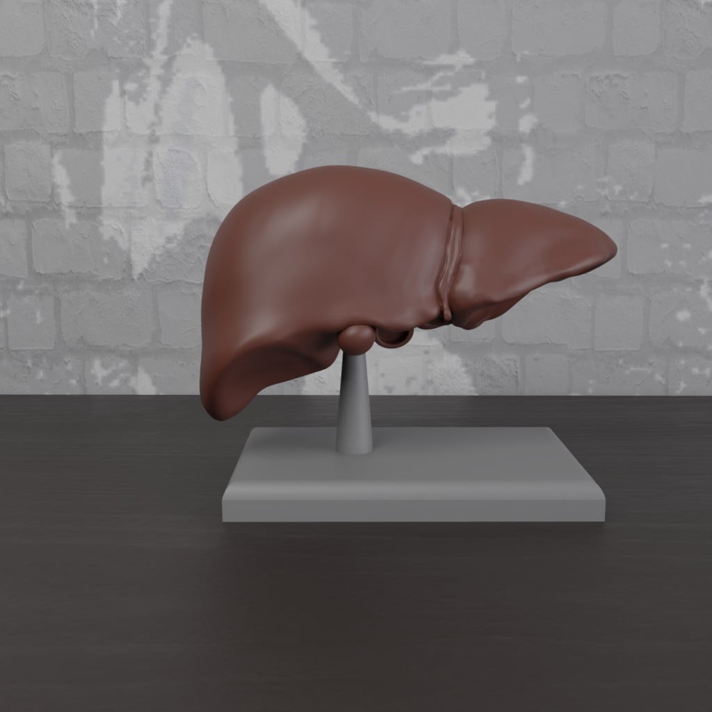 Liver Human Anatomy Organ 3d model