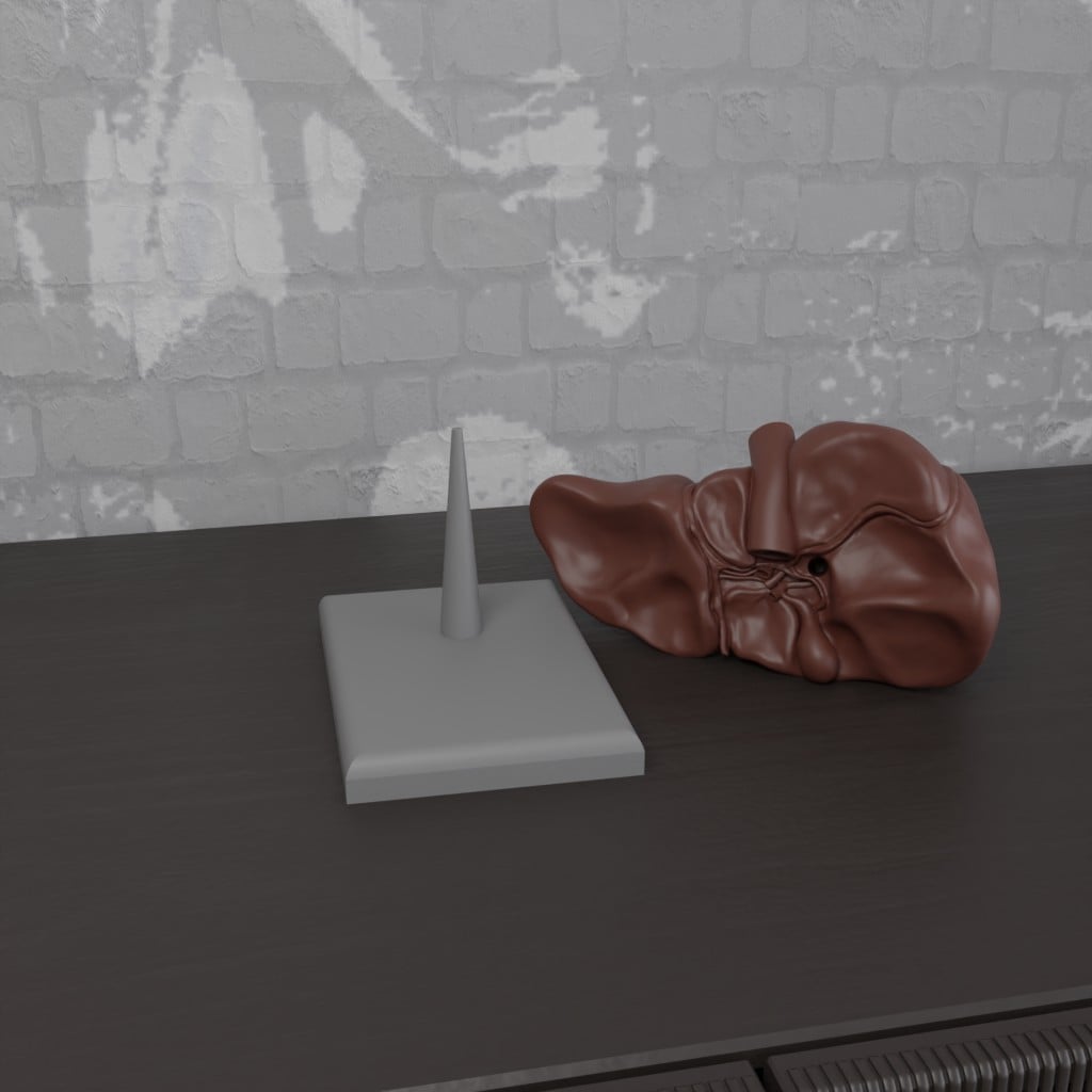 Liver Human Anatomy Organ 3d model