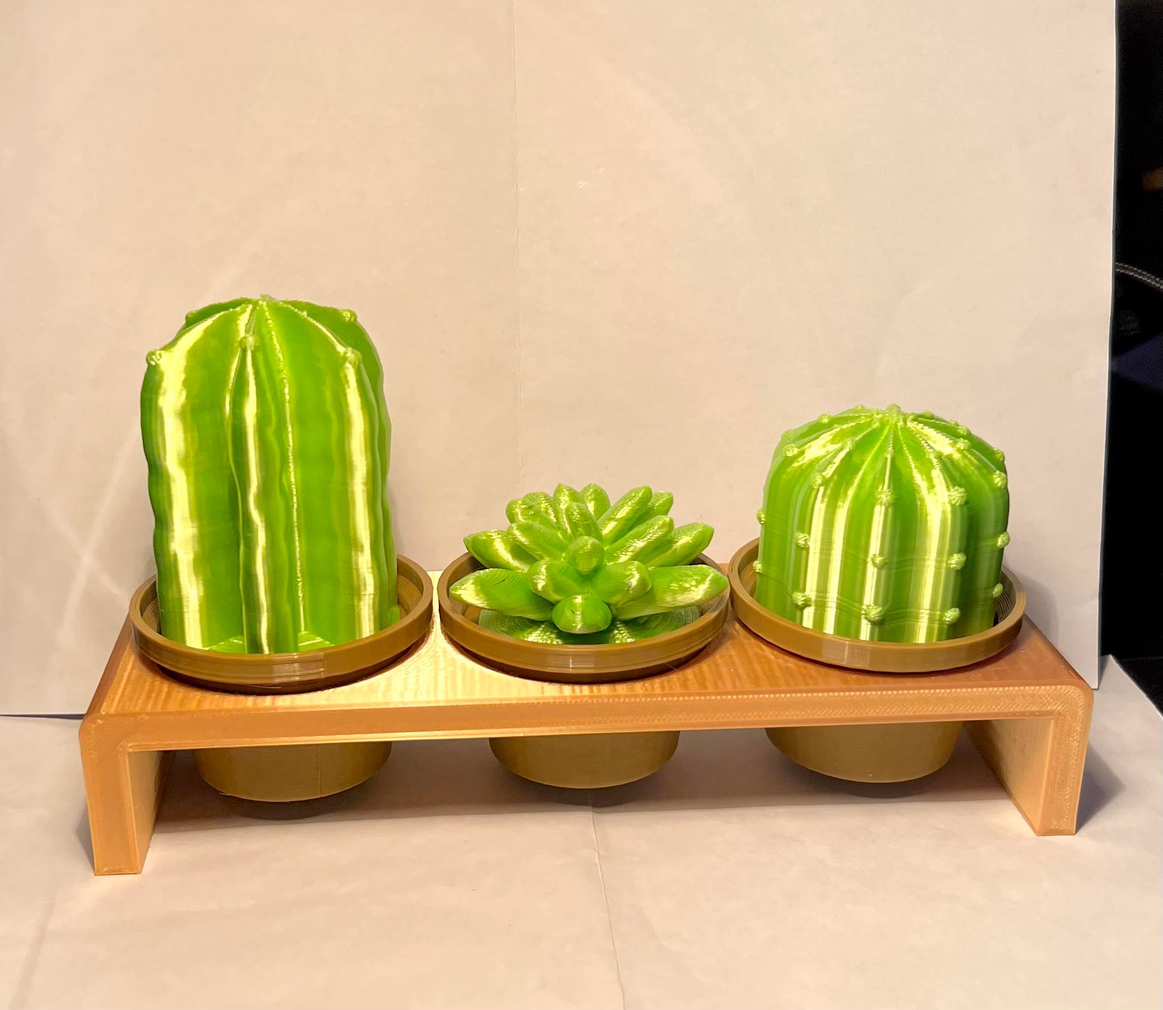 Cacti Decor #OutdoorThangs 3d model