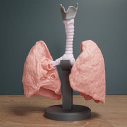 Human Lung Anatomy Modular Educational Model 3d model