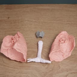 Human Lung Anatomy Modular Educational Model 3d model