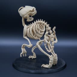 Skelethon - Aesop Rock 3d model