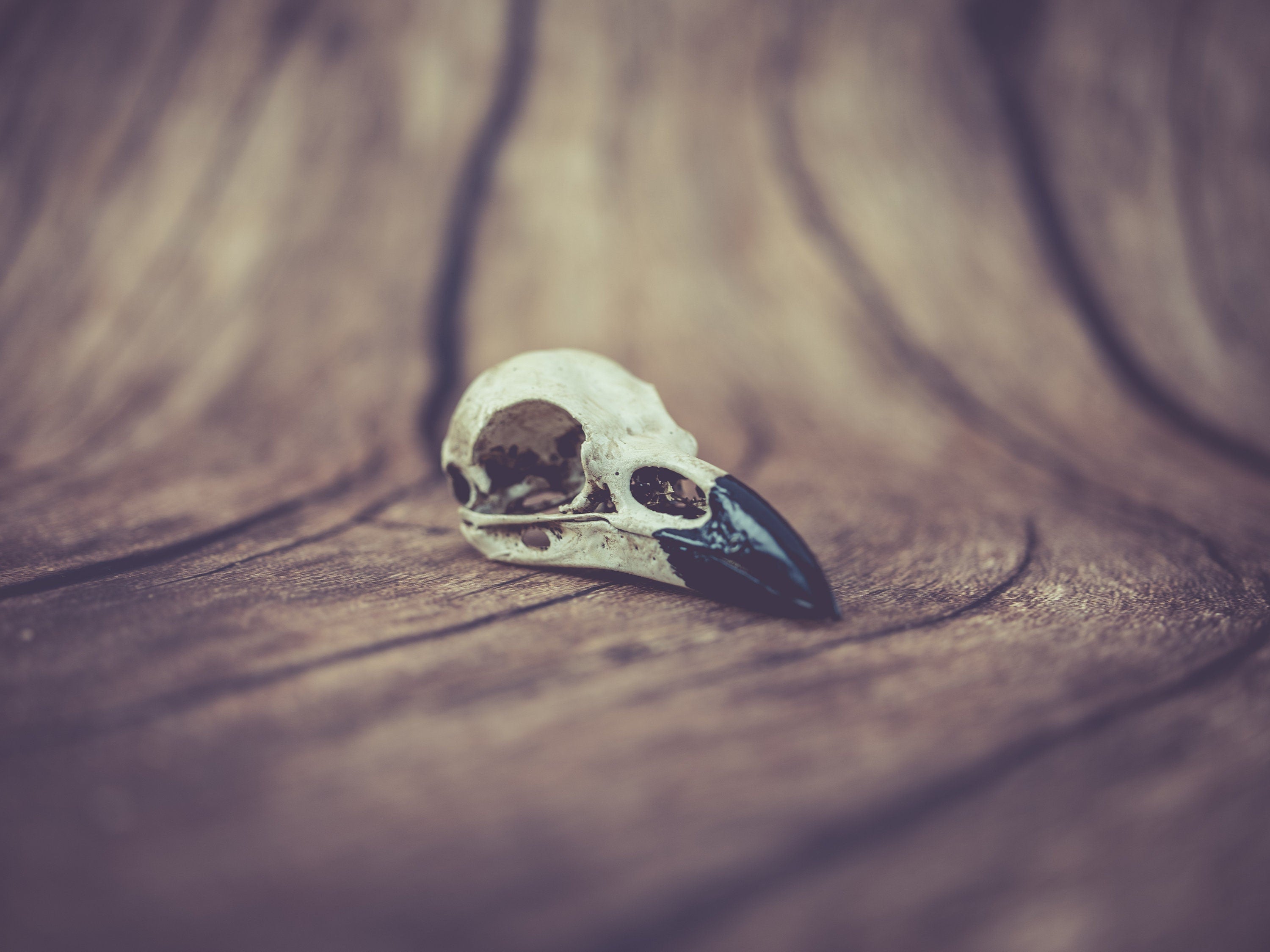 Raven Skull (Pre Supported) 3d model