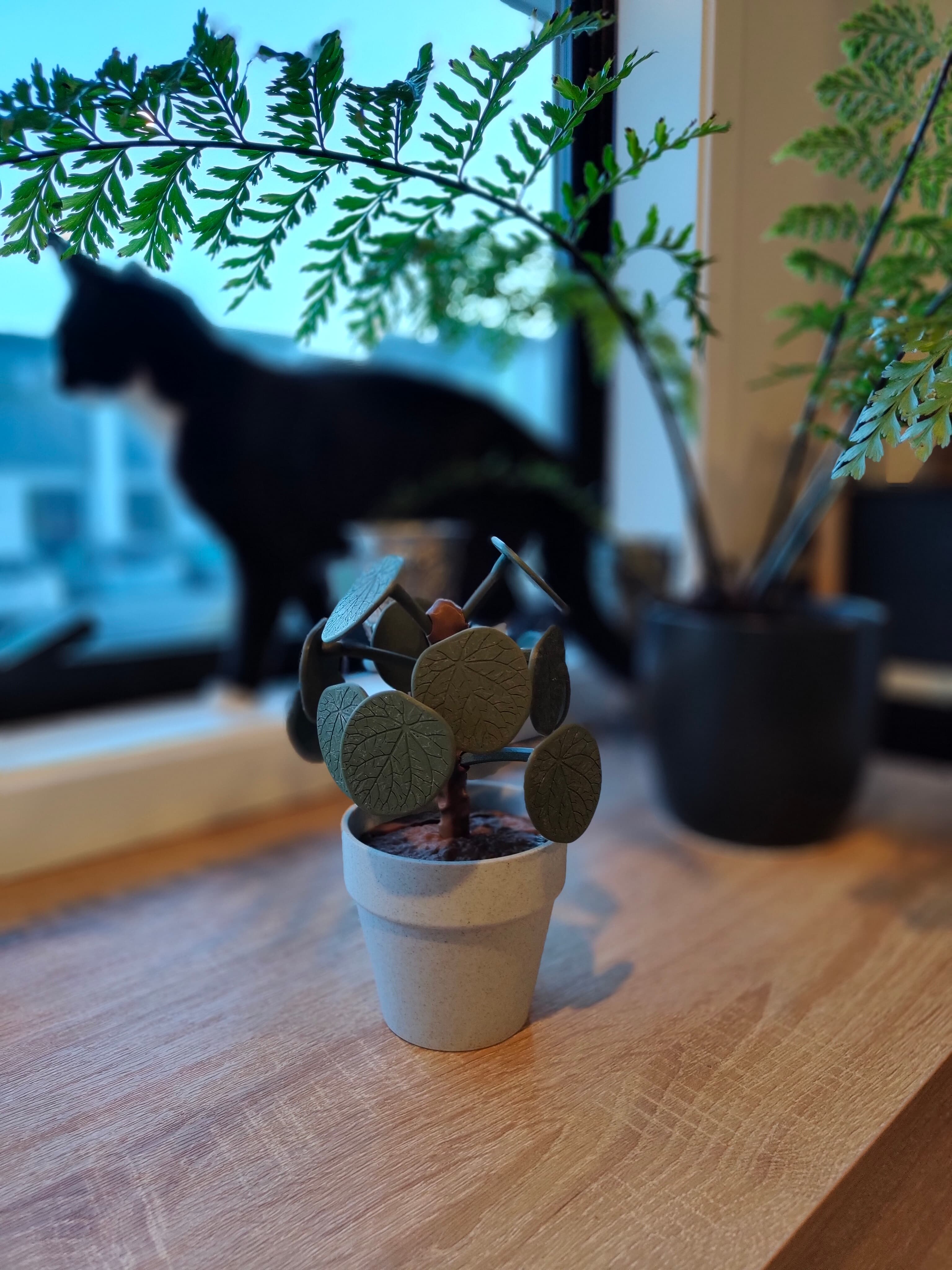 It's some good timing on this model releasing, as we recently had our real Pilea get brutally murdered by our new kitten (seen in the background plotting which plant to eat next). I think this one should hold up a bit better.
Printed on the Elegoo Centauri Carbon with eSun Olive Green and Brown PLA+, and eMarble Grey for the pot.