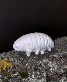 Tardigrade - hässlich wasserbär. 3d model