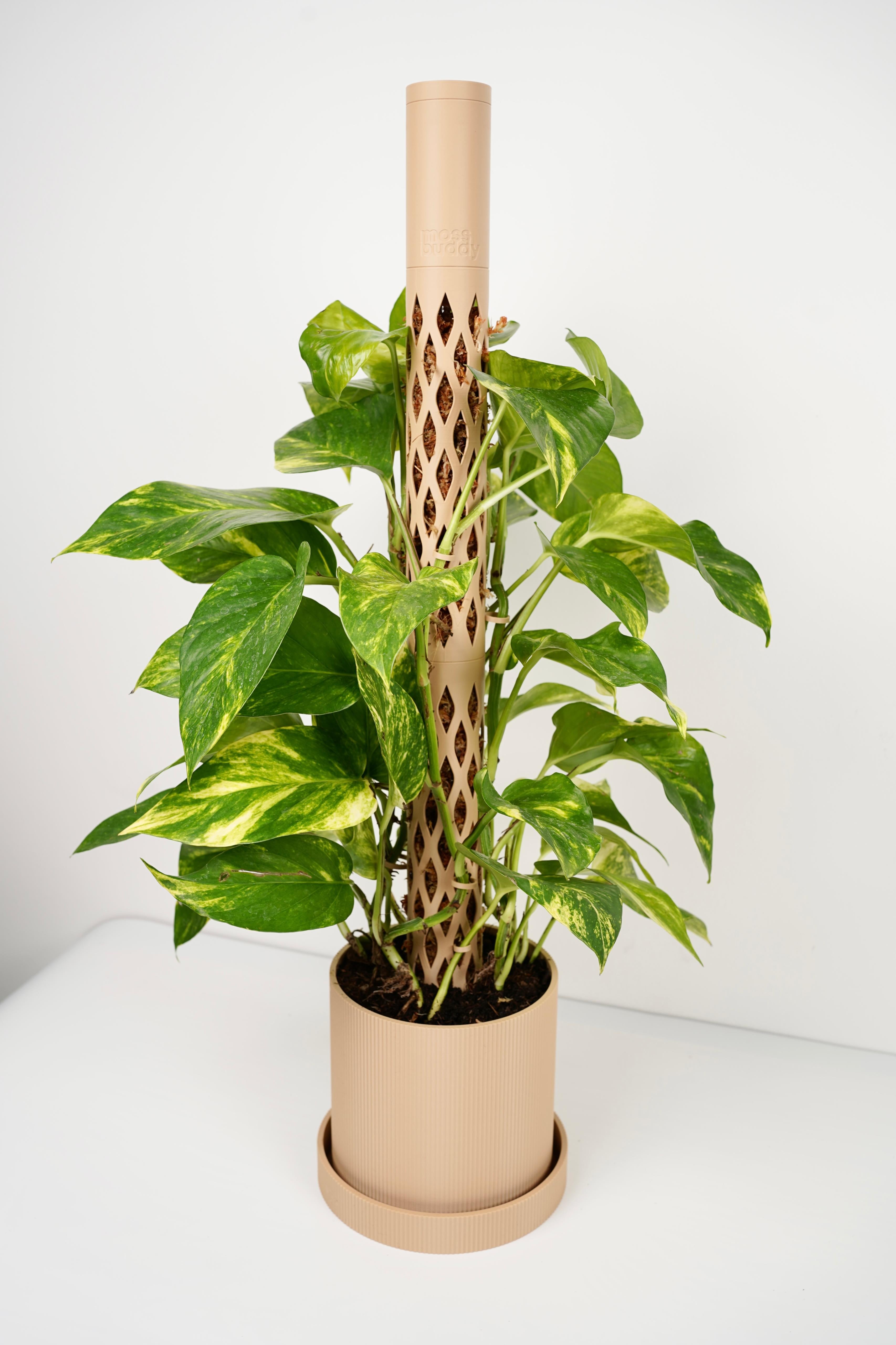 MOSS BUDDY - Moss Pole Starter Pack 3d model