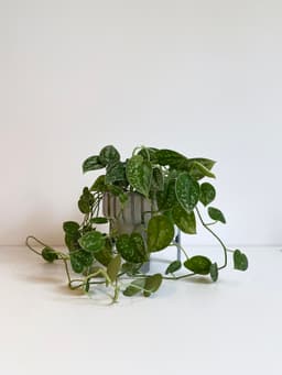 Plant Pot - Ripple S 3d model