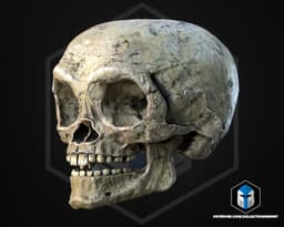 Ewok Skull - 3D Print Files 3d model