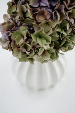 Meringue '20 3d model