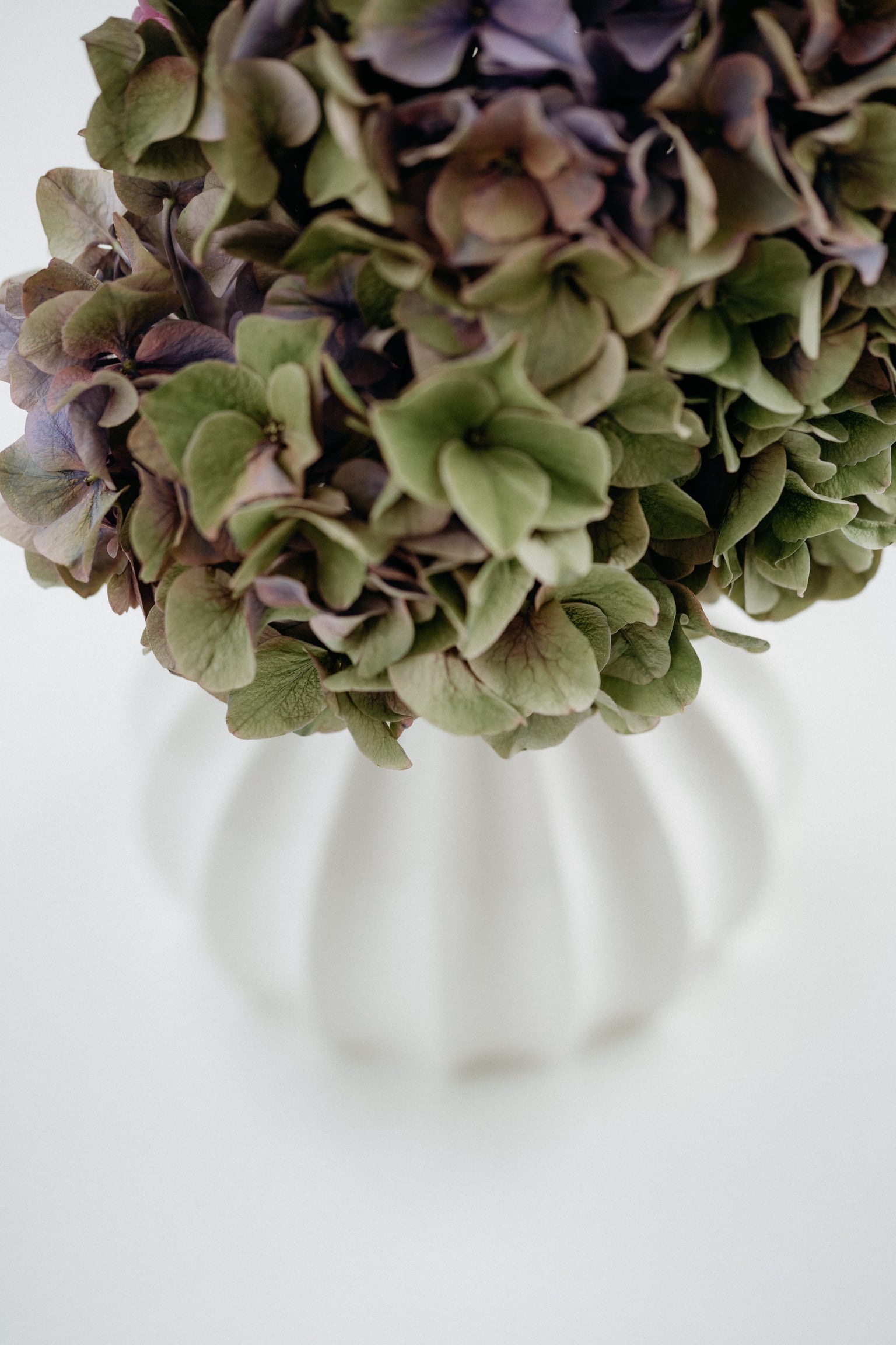 Meringue '20 3d model