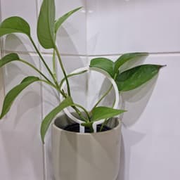 Eco+Loop+3+sizes+v1.3mf 3d model