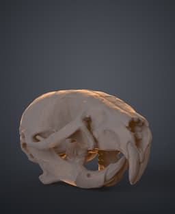 Mouse Skull (Mus Musculus) 3d model