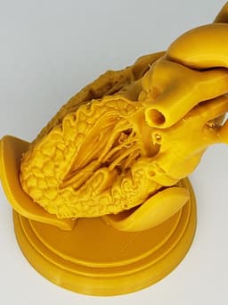 HUMAN HEART CROSS SECTION 3D PRINTING 3d model