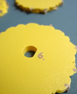 Pineapple coasters 3d model