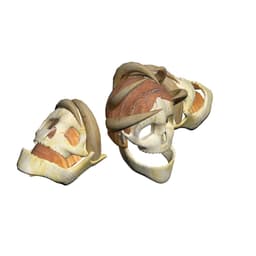 Savage Skull & Horn Head and Shoulder Armor – Fantasy STL Accessory Set 3d model