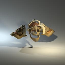 Savage Skull & Horn Head and Shoulder Armor – Fantasy STL Accessory Set 3d model