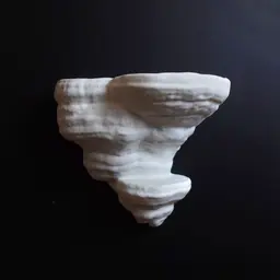 Mushroom shelf “Fomes Fomentarius” 3d model