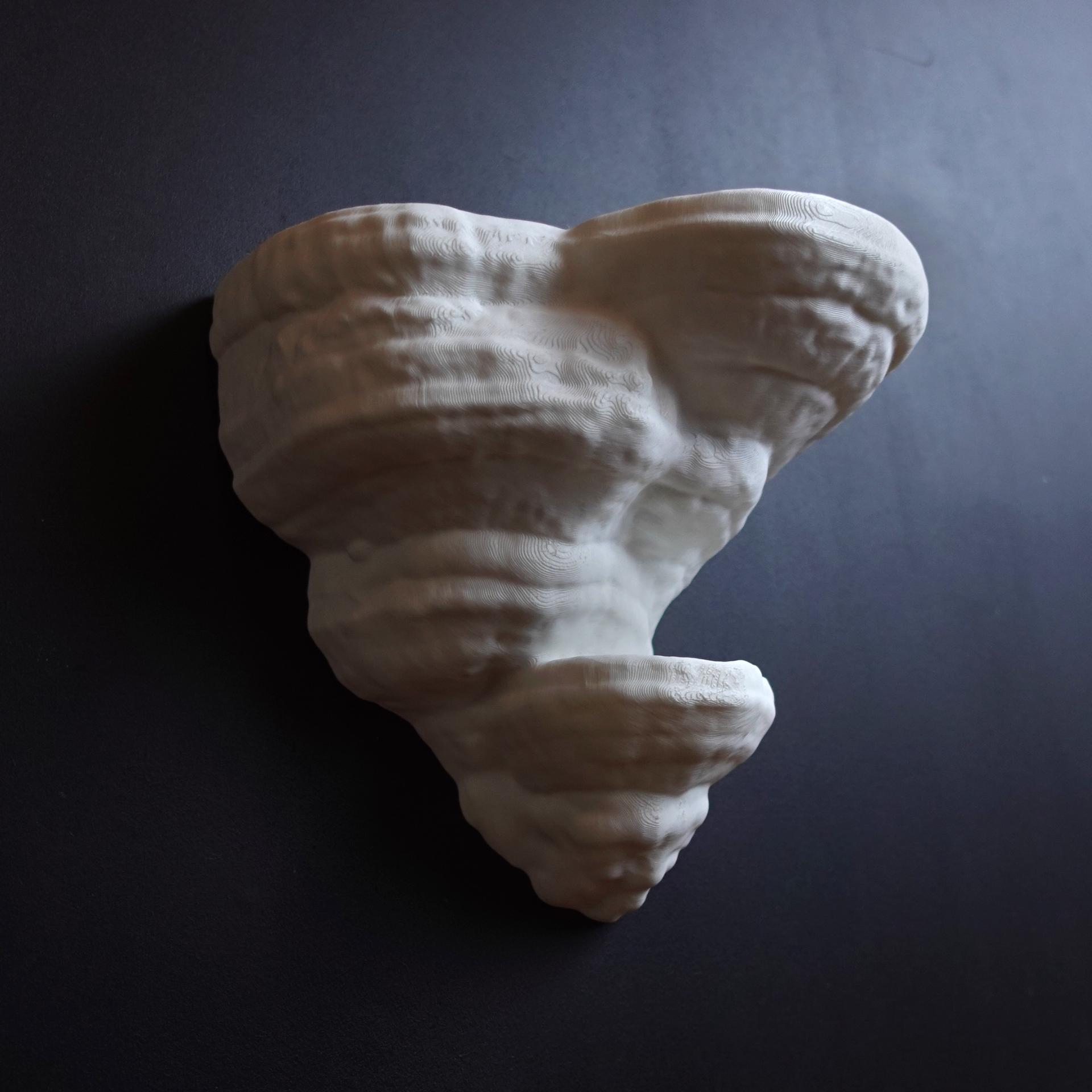 Wall shelf “Fomentarius Fungus” 3d model