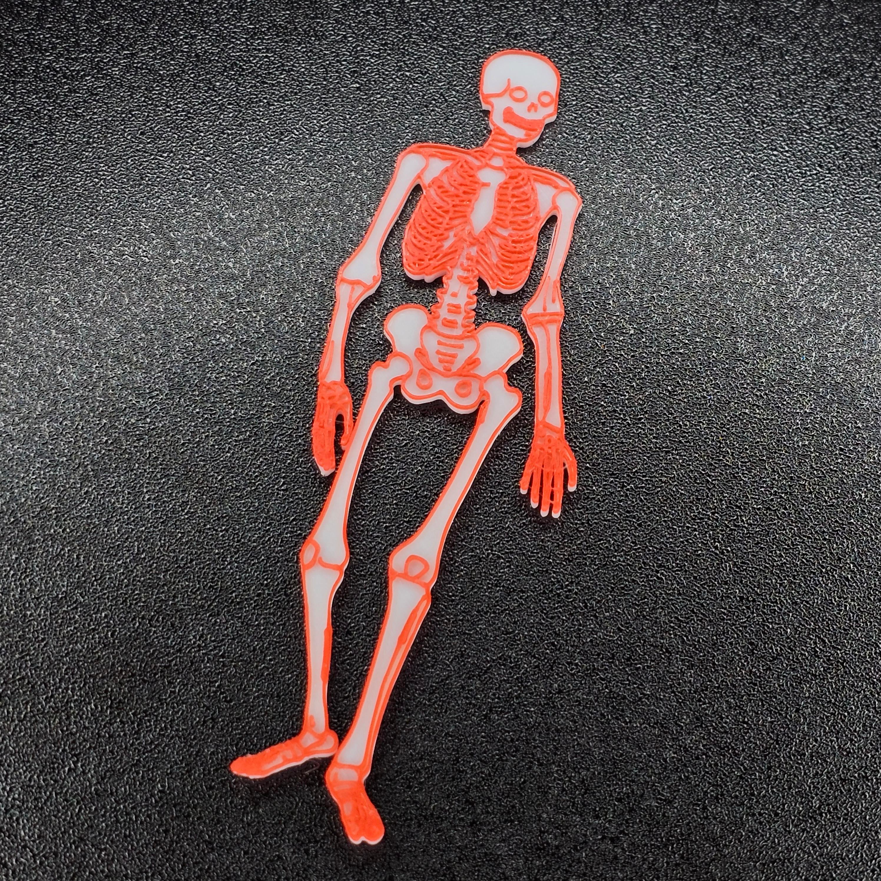 Skeleton 3d model