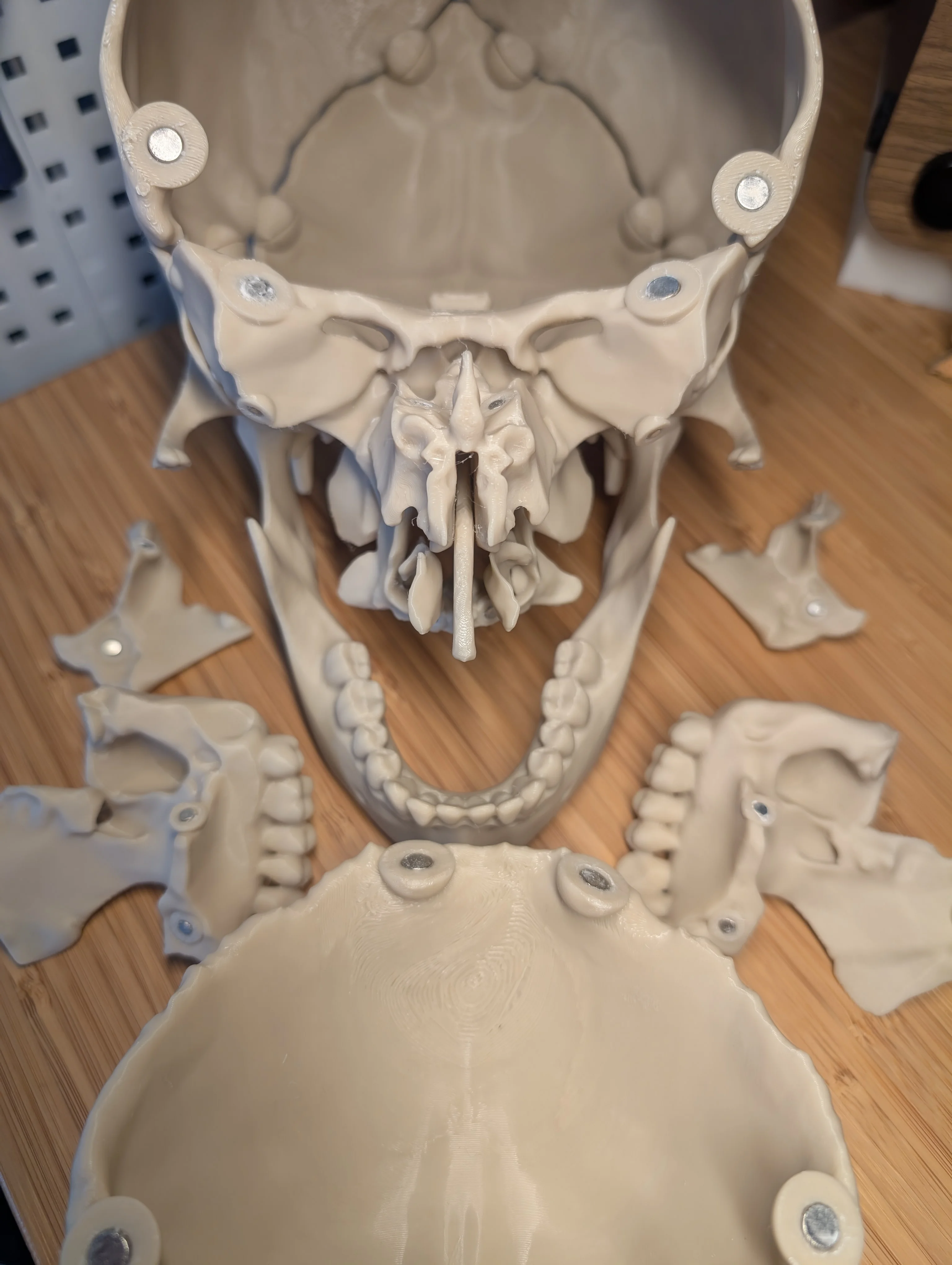 white 1: 1 human skull model life size resin skull model art teaching white 1: 1 human skull model life size resin skull model art teaching