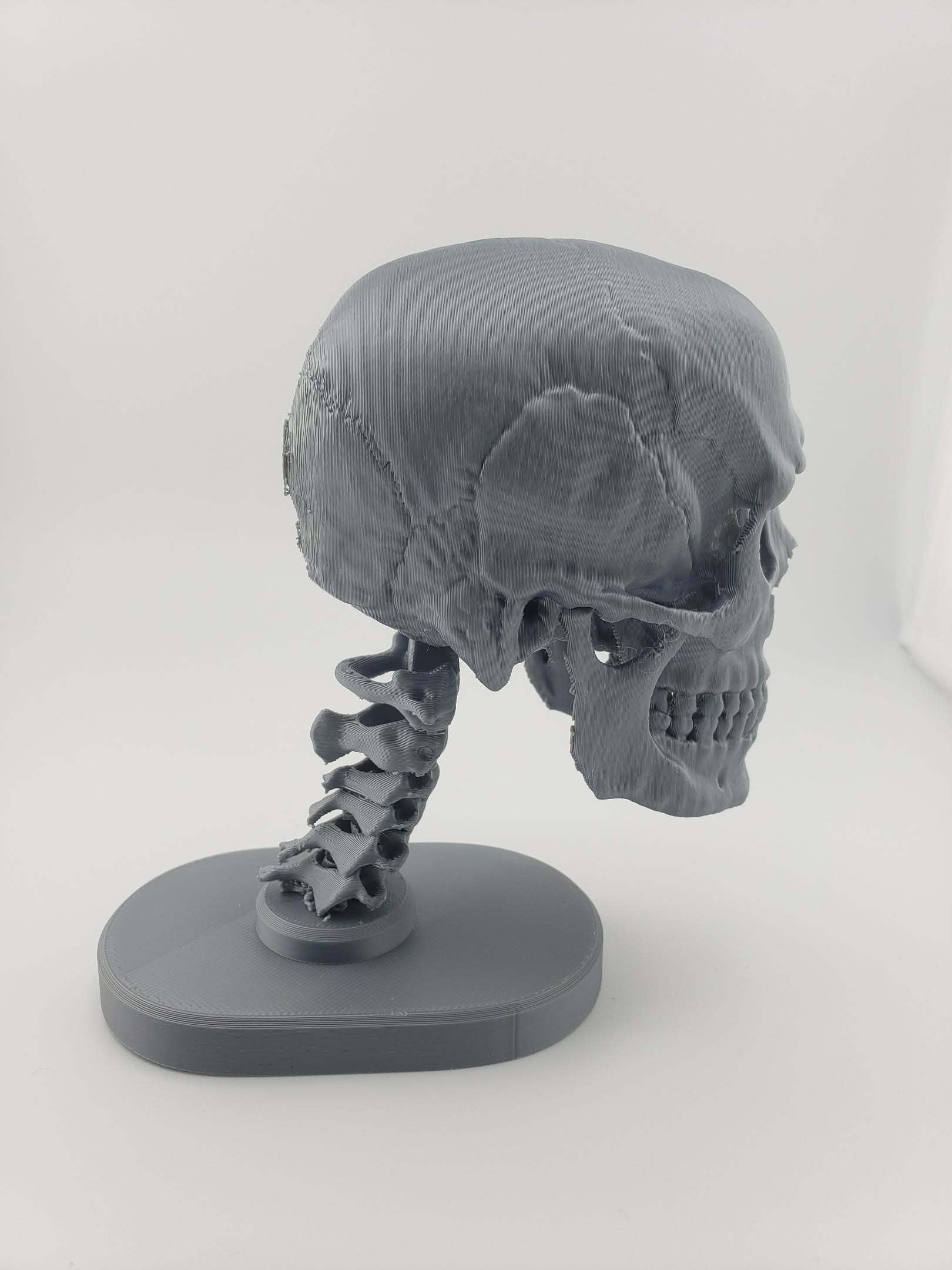 Skull Anatomy 3d model