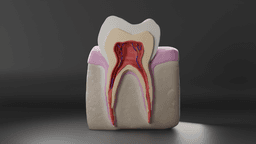 Tooth Cross Section 3d model