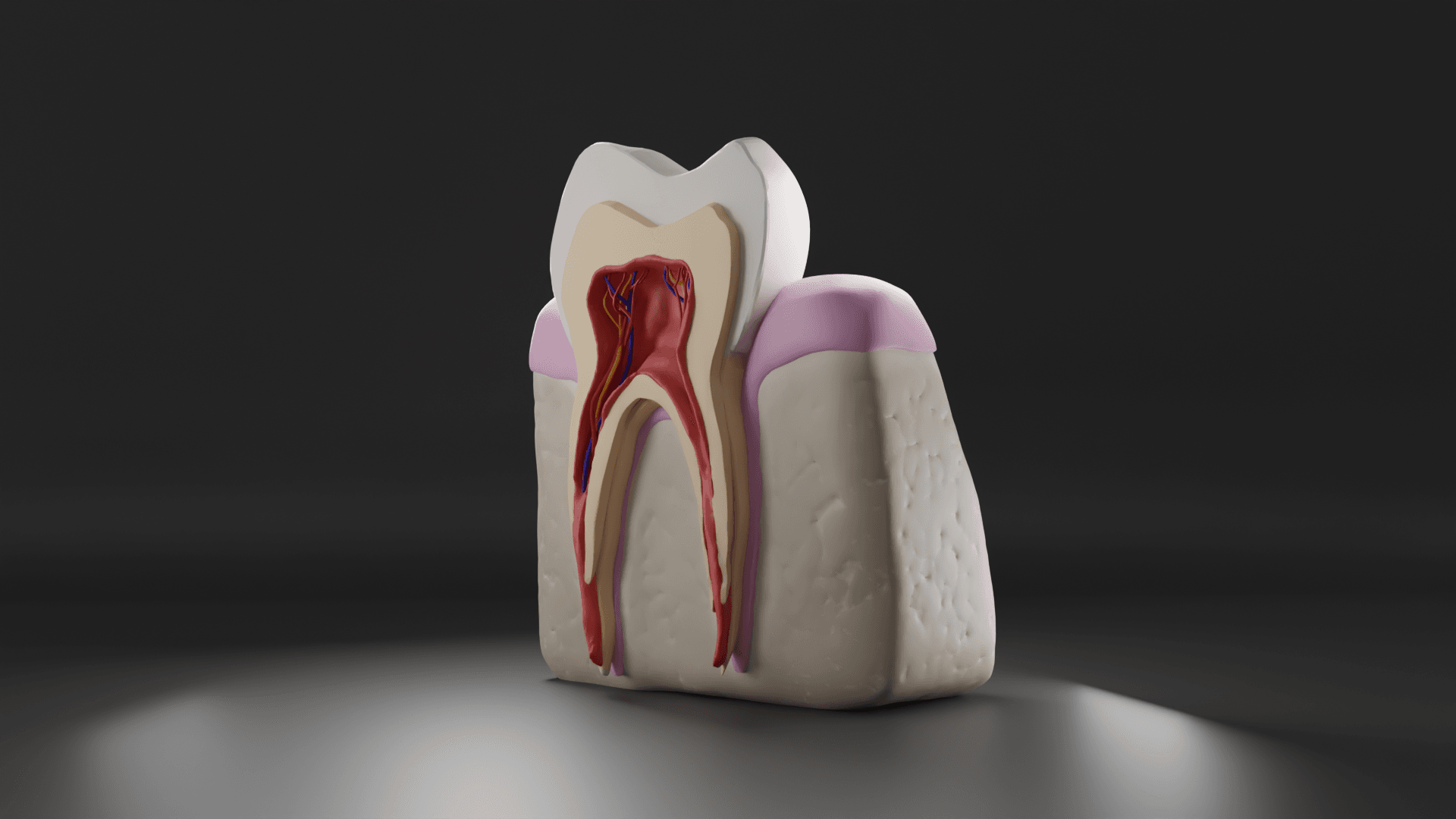 Tooth Cross Section 3d model