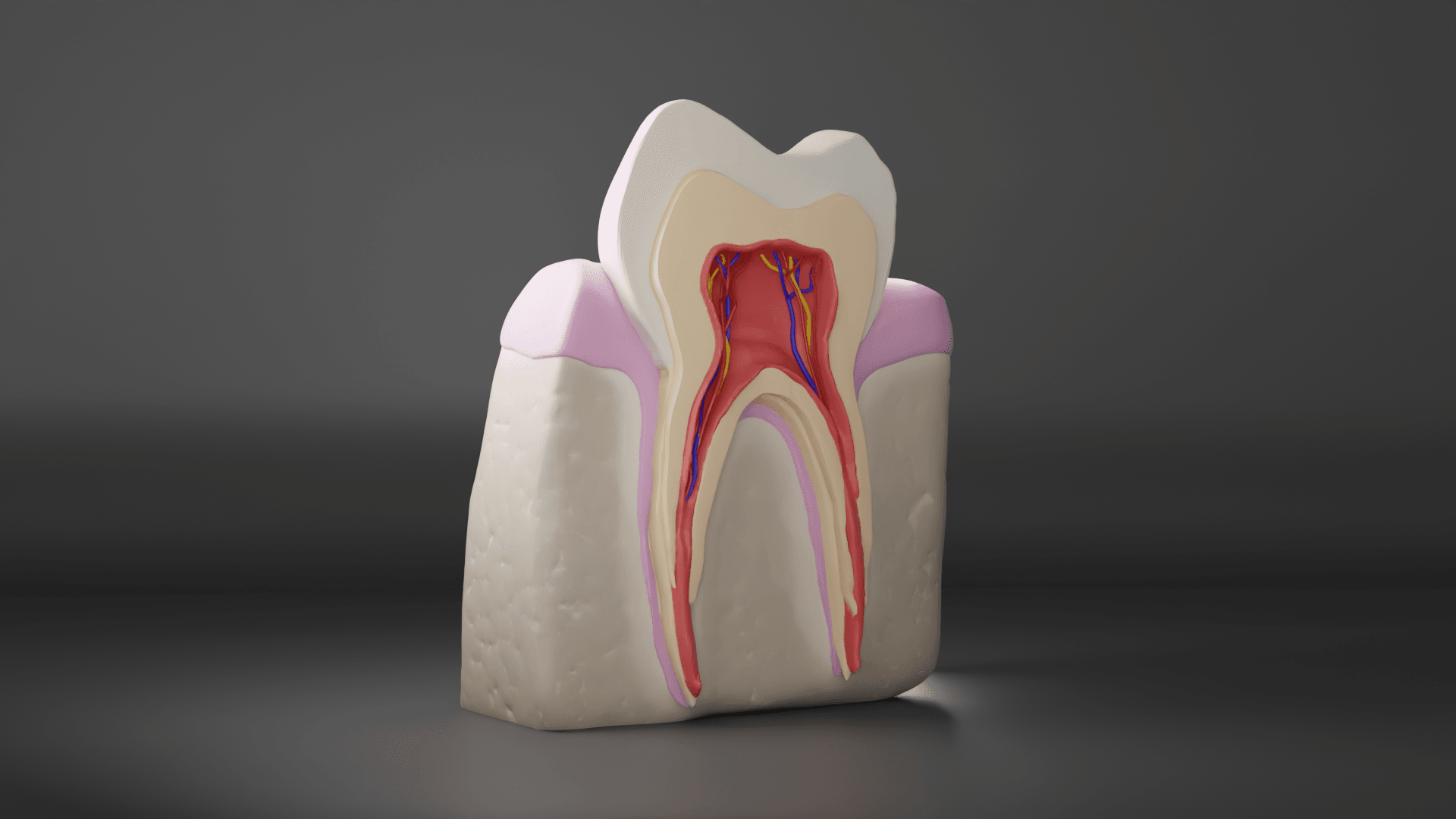 Tooth Cross Section 3d model