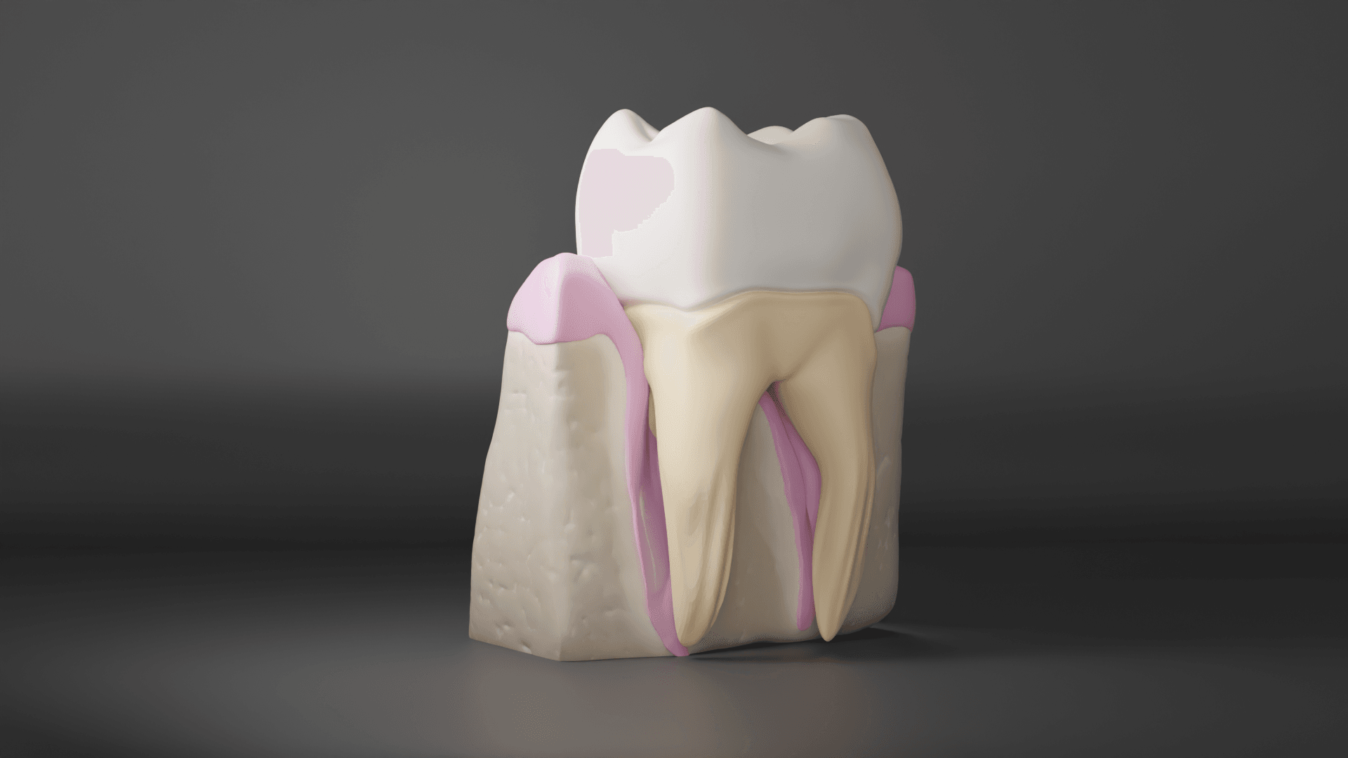 Tooth Cross Section 3d model