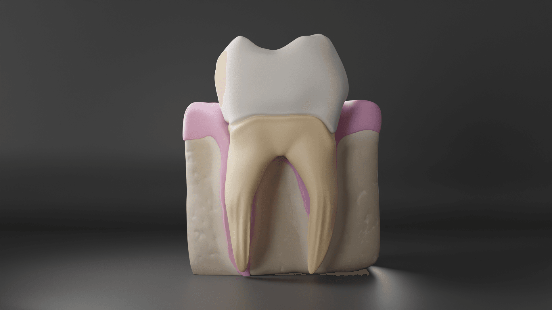 Tooth Cross Section 3d model