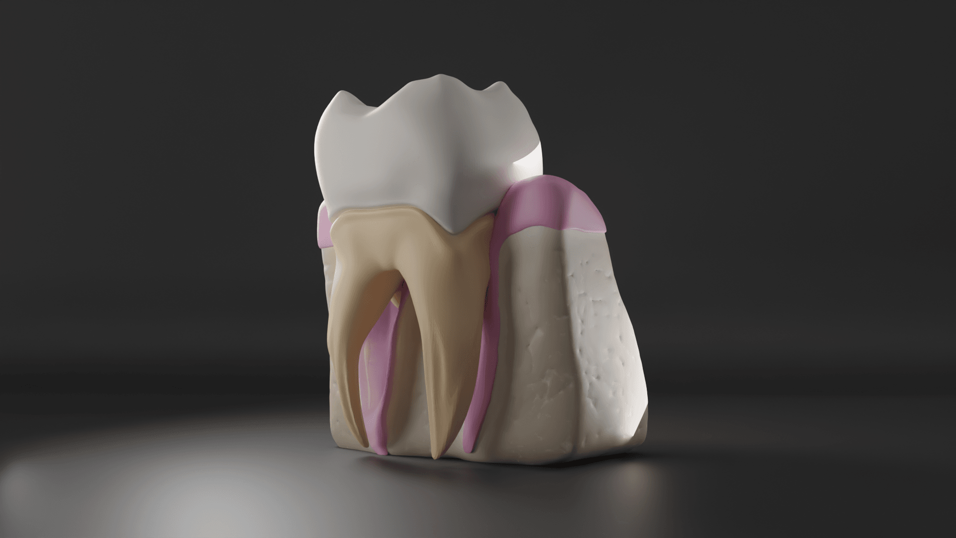 Tooth Cross Section 3d model