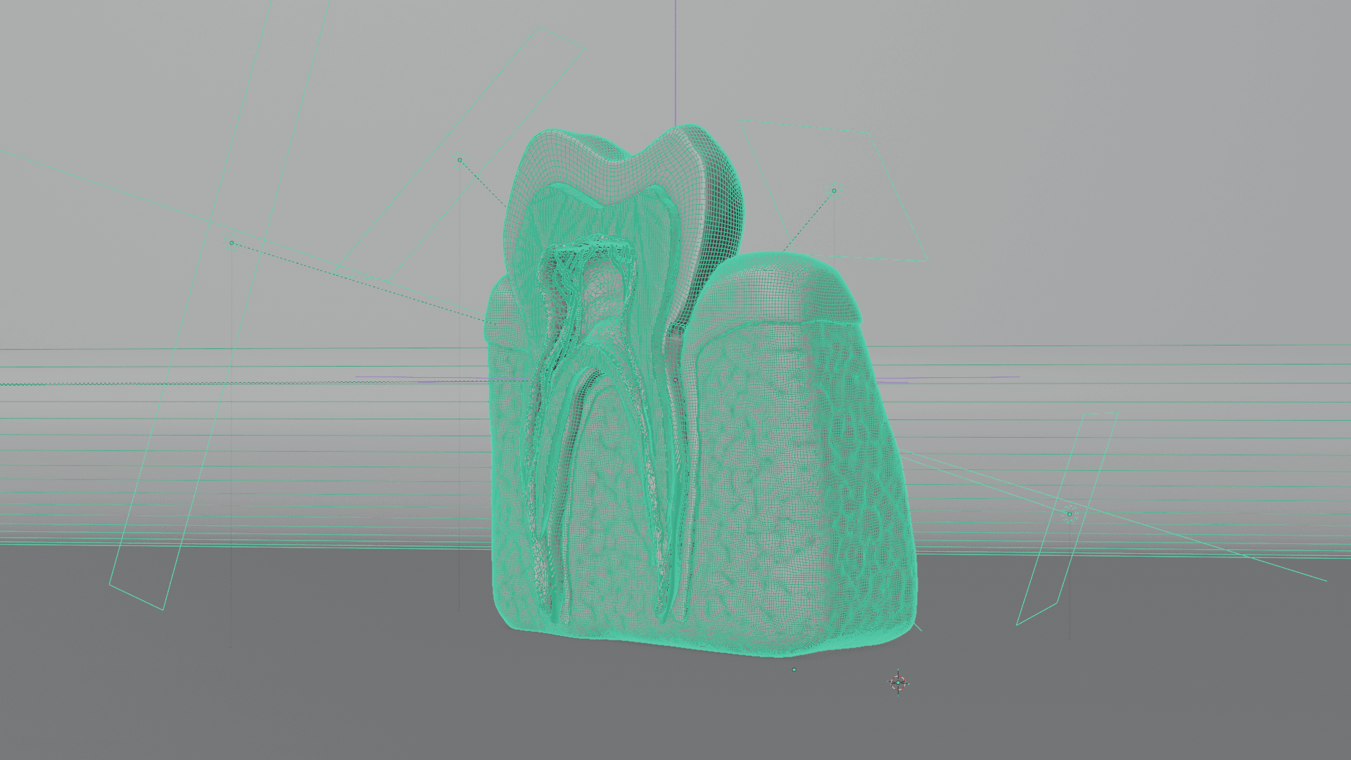 Tooth Cross Section 3d model