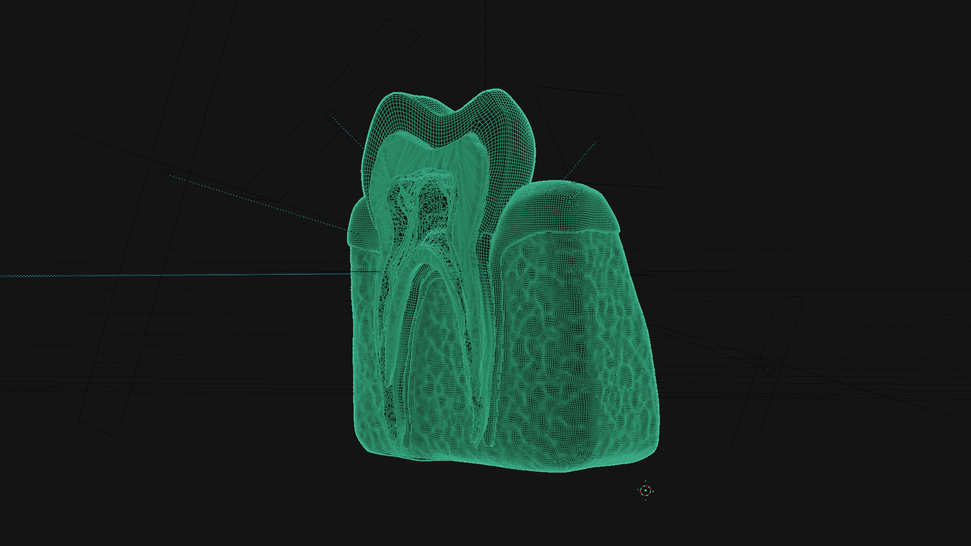 Tooth Cross Section 3d model