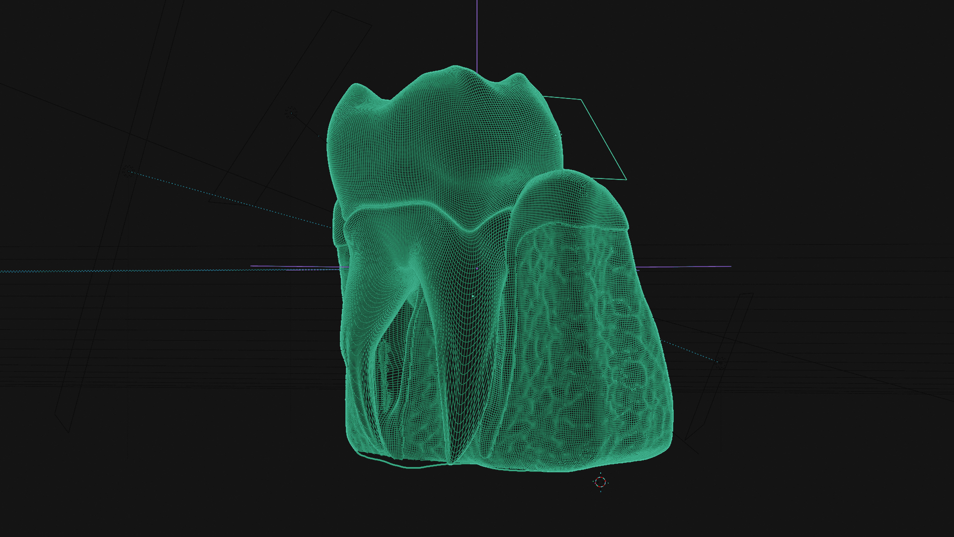 Tooth Cross Section 3d model