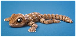 Flexi Girdled Lizard 3d model