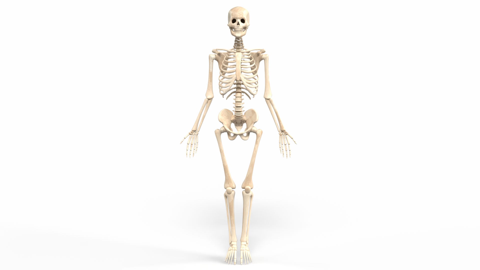 Realistic Skeleton 3d model