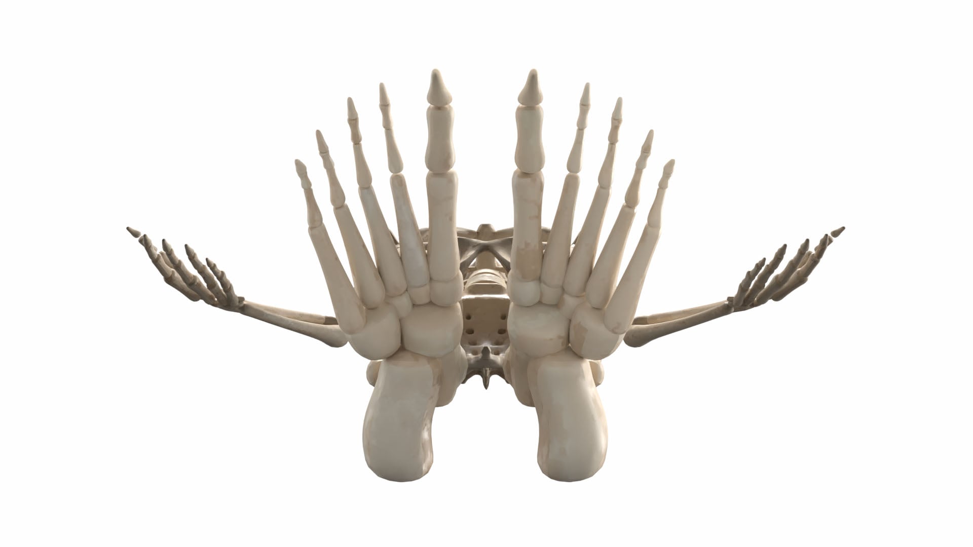 Realistic Skeleton 3d model