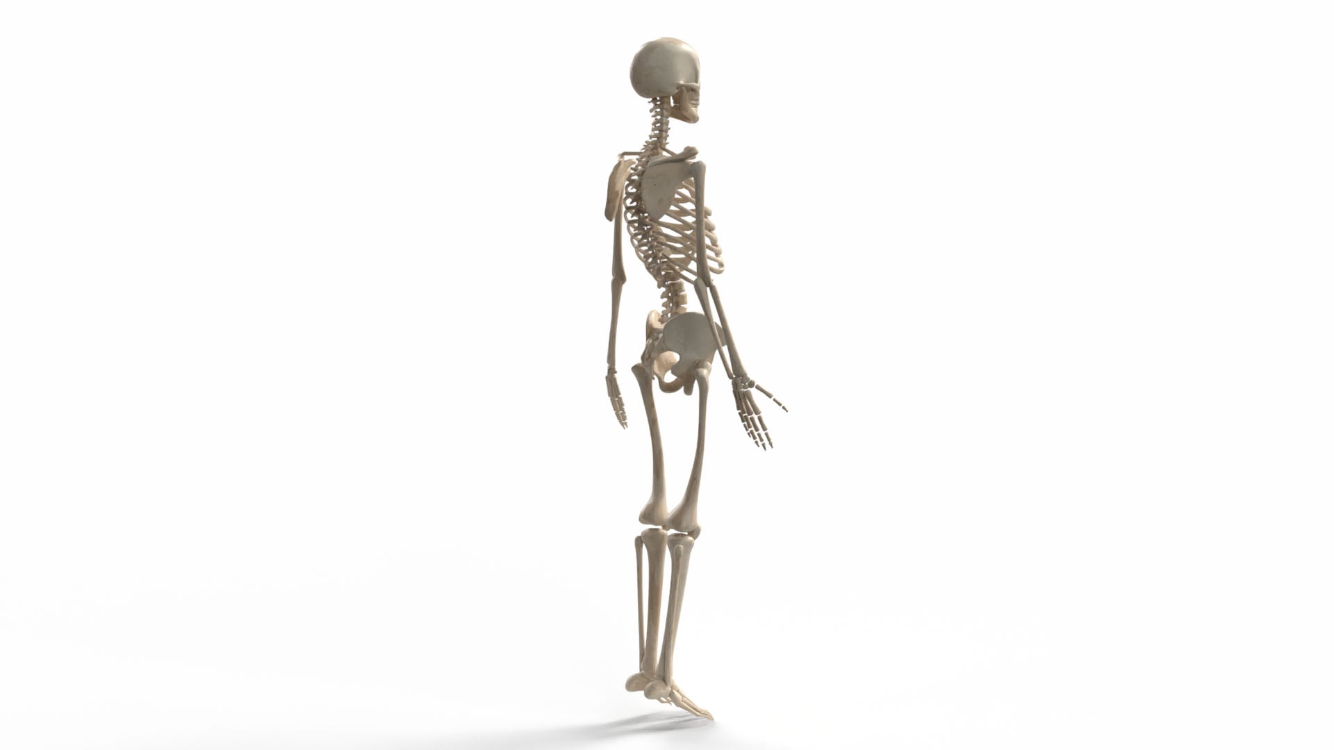 Realistic Skeleton 3d model