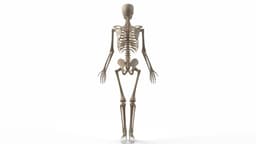Realistic Skeleton 3d model