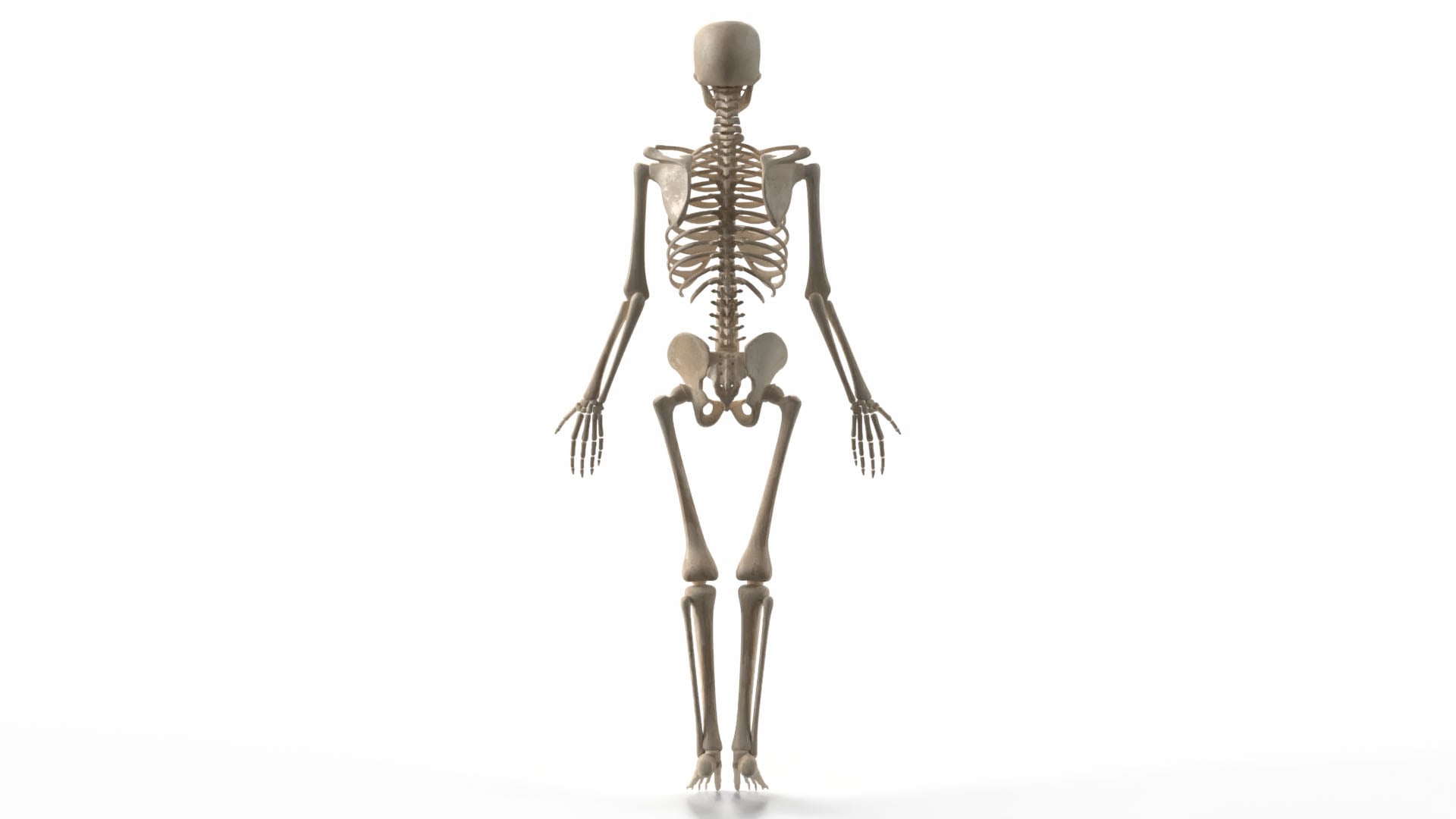 Realistic Skeleton 3d model