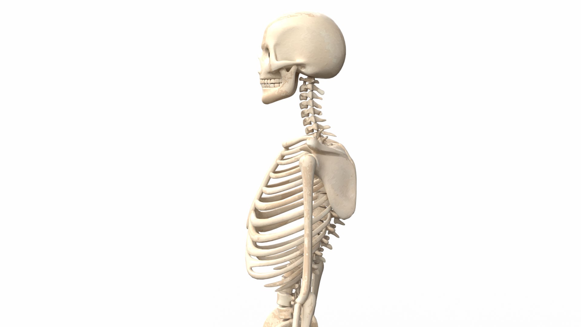 Realistic Skeleton 3d model