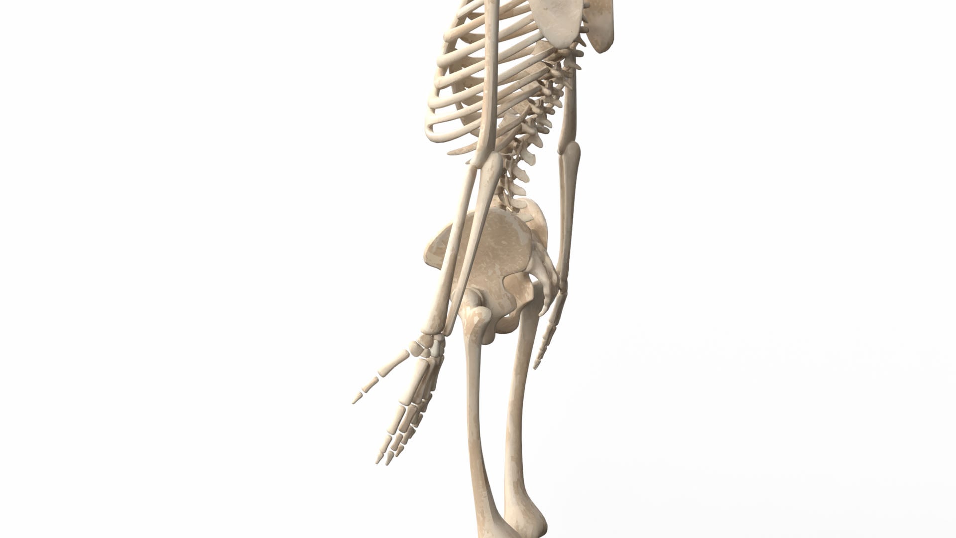 Realistic Skeleton 3d model