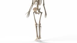 Realistic Skeleton 3d model