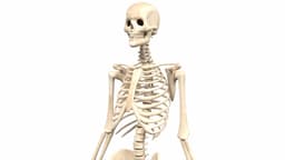 Realistic Skeleton 3d model