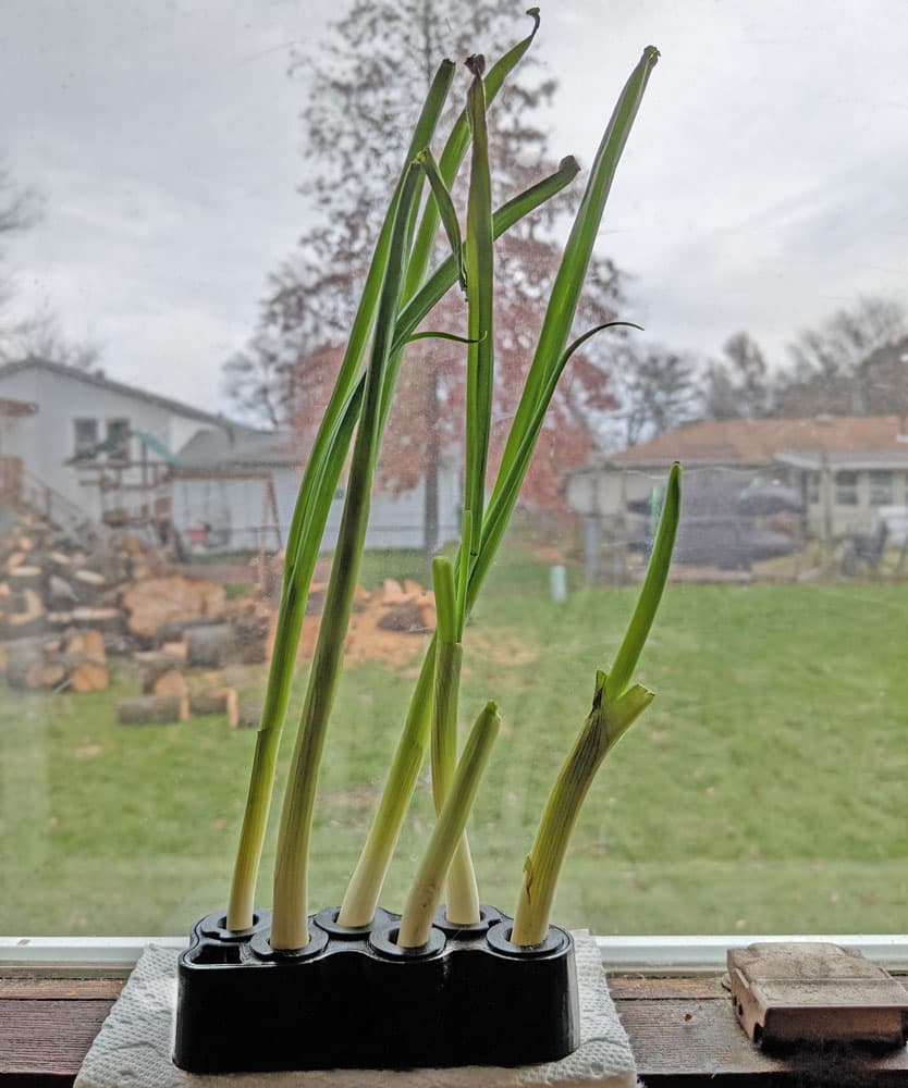 Infinite Scallions 3d model